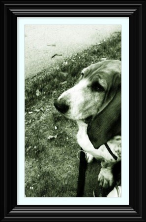 Mijn hondevriendinnetje...Toos