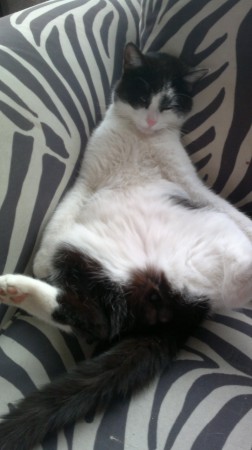 Mijn ranzige poesebeest...Poezel!