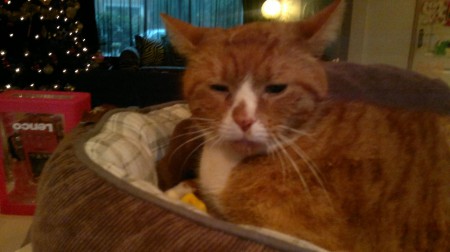 BOB, onze kater die helaas is overleden, hier al ernstig ziek...snik