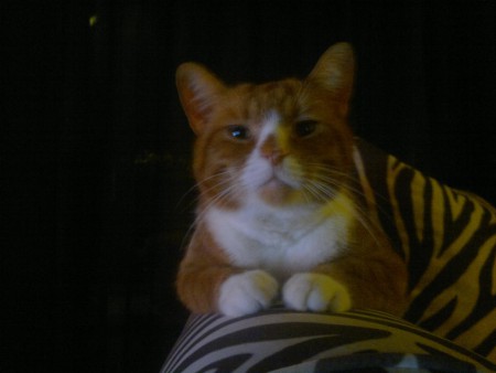 Onze wijlen mopje...BOBJE